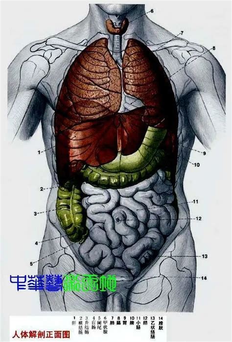 胃位置|人体内脏位置分布示意图